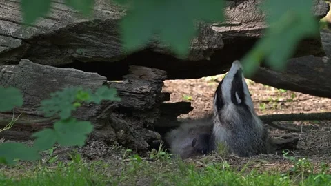 European badger lying on its back, getting up and scratching fur near den / set Stock Footage 340604256
