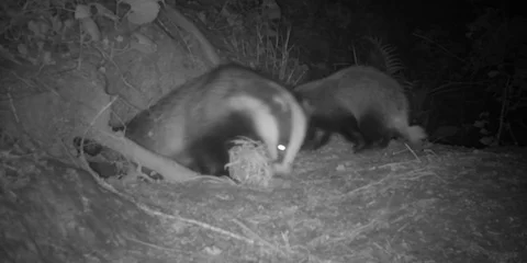 European Badger (Meles Meles) Mother and Cub Stock Footage