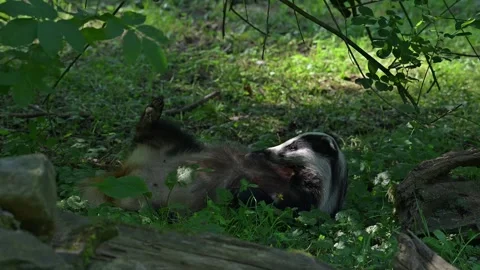 European badger sleeping, lying on its back, waking up and grooming fur Stock Footage 340604267