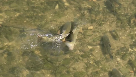 European Barbel spawning Stock Footage 197598211