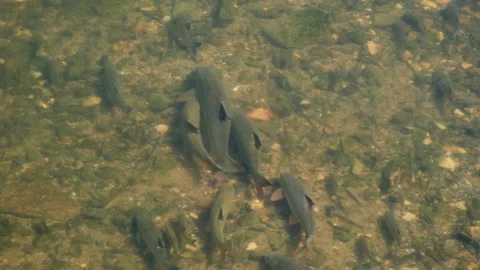 European Barbel spawning Stock Footage 197598473
