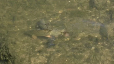 European Barbel spawning Stock Footage 197757432