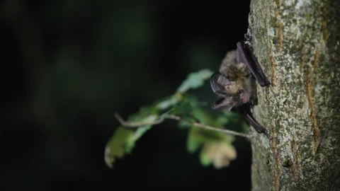European Bat on a Tree Trunk 스톡 동영상 109155166