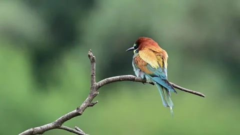 European bea eater on a branch, calling to conspecifics. Video stock 295385023