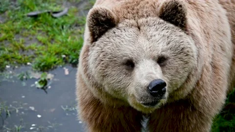 European bear walking 스톡 동영상 194384049