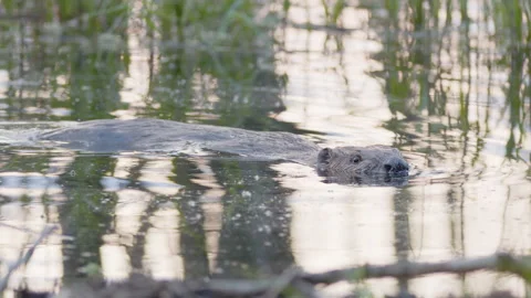 European beaver floating in pond sniffs air and dives down into water, Vídeo Stock 243261554