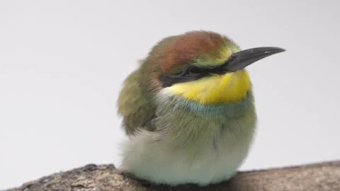 European bee-eater bird, Merops Apiaster. Colored bird filmed in a studio Stock Footage 280964530