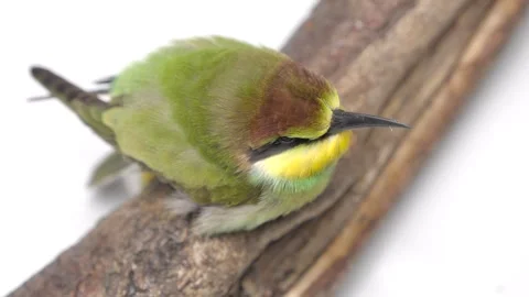 European bee-eater bird, Merops Apiaster. Colored bird filmed in a studio Stock-Footage 280964659
