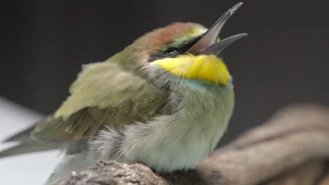 European bee-eater bird, Merops Apiaster. Colored bird filmed in a studio Stock Footage 280964664