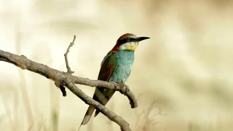 European bee-eater bird on tree 動画素材 72694508