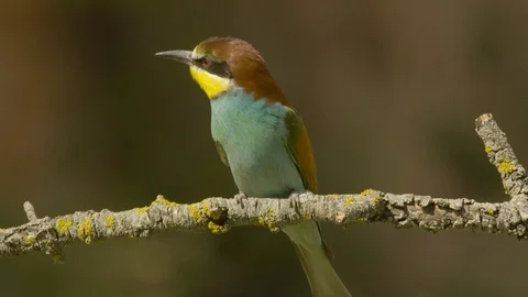 European bee-eater on a branch, calling, looking Video stock 113922057