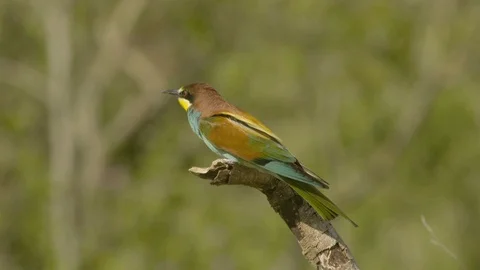 European bee-eater on branch Video stock 113697505