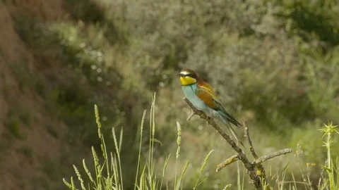 European bee-eater on branch, looking and fly away Stock Footage 113696352