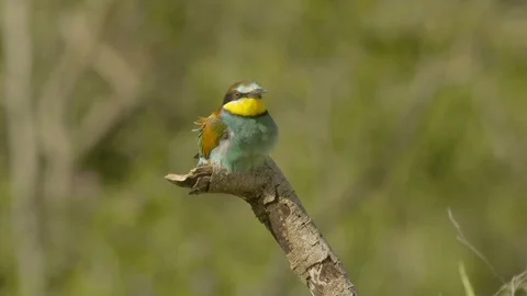European bee-eater on branch, looking and cleaning beak Video stock 113697002
