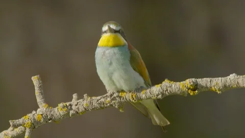 European bee-eater on branch, looking Video stock 113912982