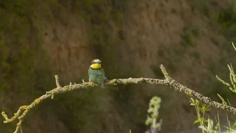 European bee-eater on a branch, looking, fly away Video stock 113921092
