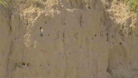 European bee-eater colony with nesting tunnels. Video stock 113693371