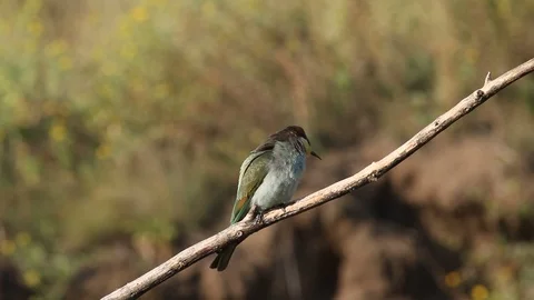 European bee eater, common bee-eater, Merops apiaster. Stock Footage 127017599