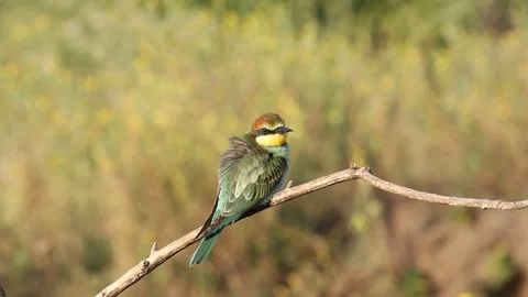 European bee eater, common bee-eater, Merops apiaster. Young bird Stock Footage 127017602