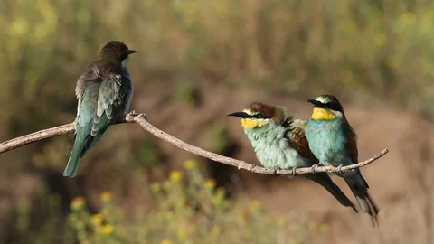 European bee eater, common bee-eater, Merops apiaster. Bee-eater family Stock Footage 127017609
