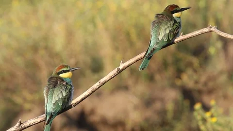European bee eater, common bee-eater, Merops apiaster. Two young birds Stock Footage 127017612