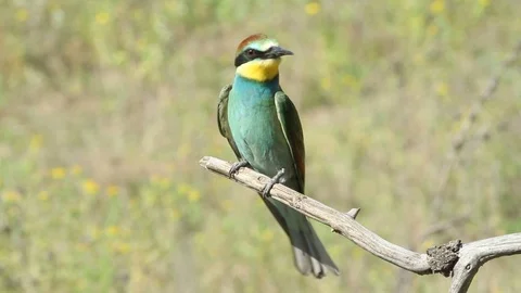 European bee eater, common bee-eater, Merops apiaster. Bird close-up Stock Footage 127017613