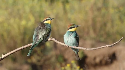 European bee eater, common bee-eater, Merops apiaster. Two young birds Stock Footage 127017615
