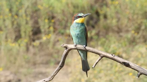 European bee eater, common bee-eater, Merops apiaster. Bird close-up Stock Footage 127017629