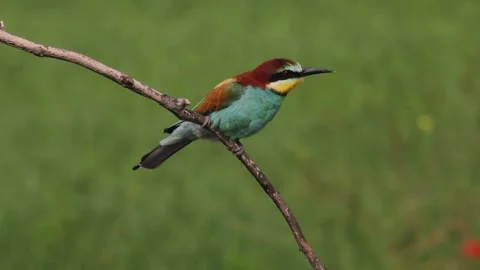 European Bee Eater, Common Bee-Eater, Merops Apiaster. Bird, Close-Up Stock Footage 196825609