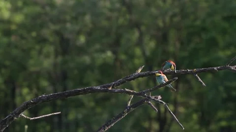 European Bee Eater, Common Bee-Eater, Merops Apiaster. Bee-Eater Family Stock Footage 196825673