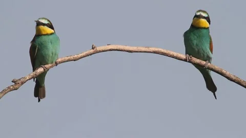 European Bee Eater, Common Bee-Eater, Merops Apiaster. Bee-Eater Family, Close Stock Footage 196855290