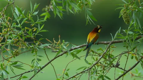 European Bee-Eater Devouring a Large Hornet Stock Footage 249676970