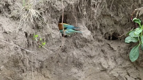 European bee-eater digging a nesting burrow in a sand cliff, colorful bird .. Stock Footage 336946846