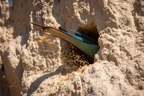 European bee-eater digging a nesting hole in the sand inside colony Stock Photos