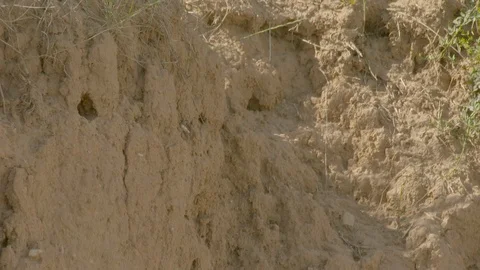 European bee-eater fly into nesting tunnel. Digging Video stock 113695102