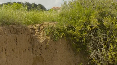 European bee-eater fly into nesting tunnel. Colony Video stock 113695451