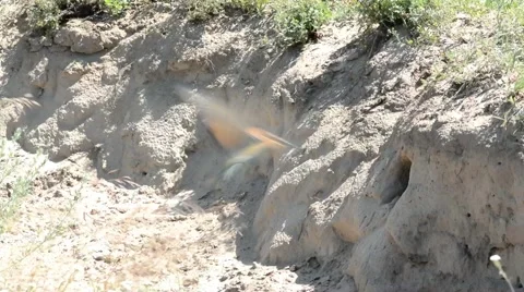 European bee-eater Stock Footage 41769642