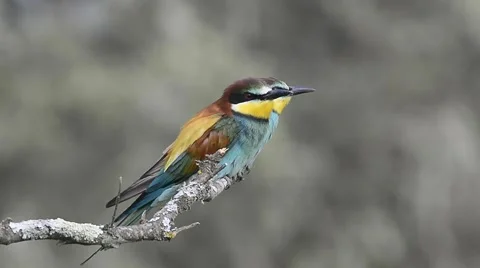 European bee-eater Stock Footage 63445502