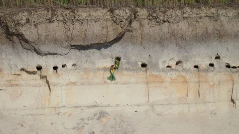 European bee-eater Stock Footage 114630460