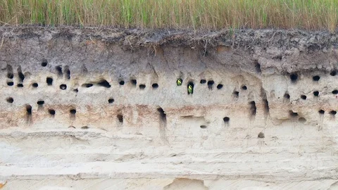 European bee-eater Stock Footage 114630658