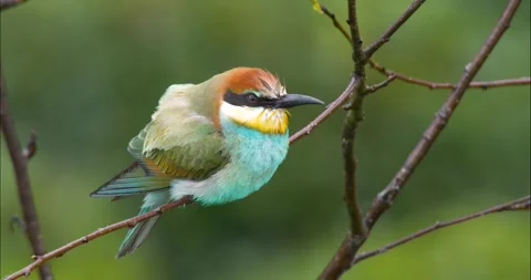 European Bee-eater Stock Footage 330335399