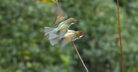 European Bee-Eater Stock Footage 331948503