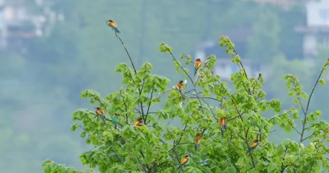 European Bee-Eater Stock-Footage 331993096