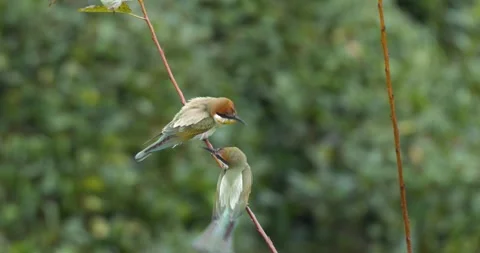 European Bee-eater Stock Footage 332399731