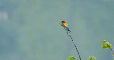European Bee-Eater Stock Footage 332422580