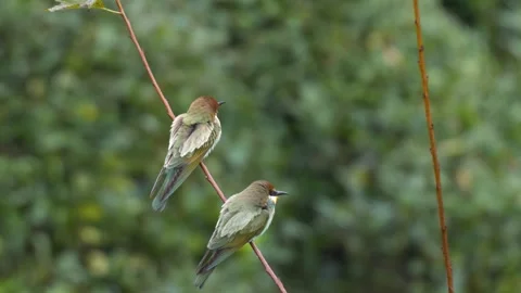 European Bee-Eater Stock Footage 337168861