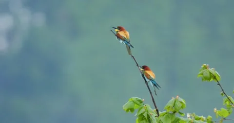 European Bee-Eater 스톡 동영상 337406967
