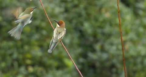 European Bee-Eater 스톡 동영상 342277744