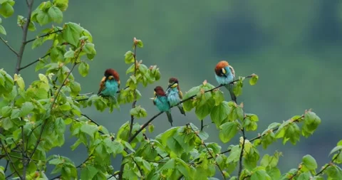 European Bee-Eater Stock-Footage 342924682