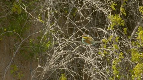 European bee-eater in front of nesting tunnel. Cleaning Video stock 113694737